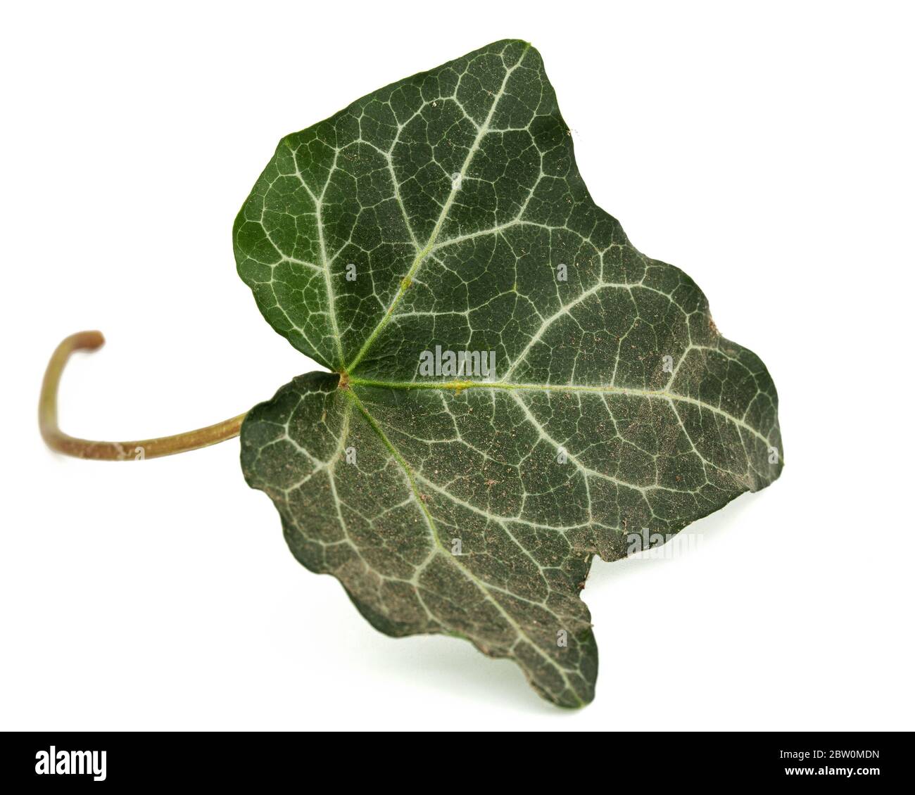 Green leaf of ivy closeup, isolated on white background Stock Photo - Alamy