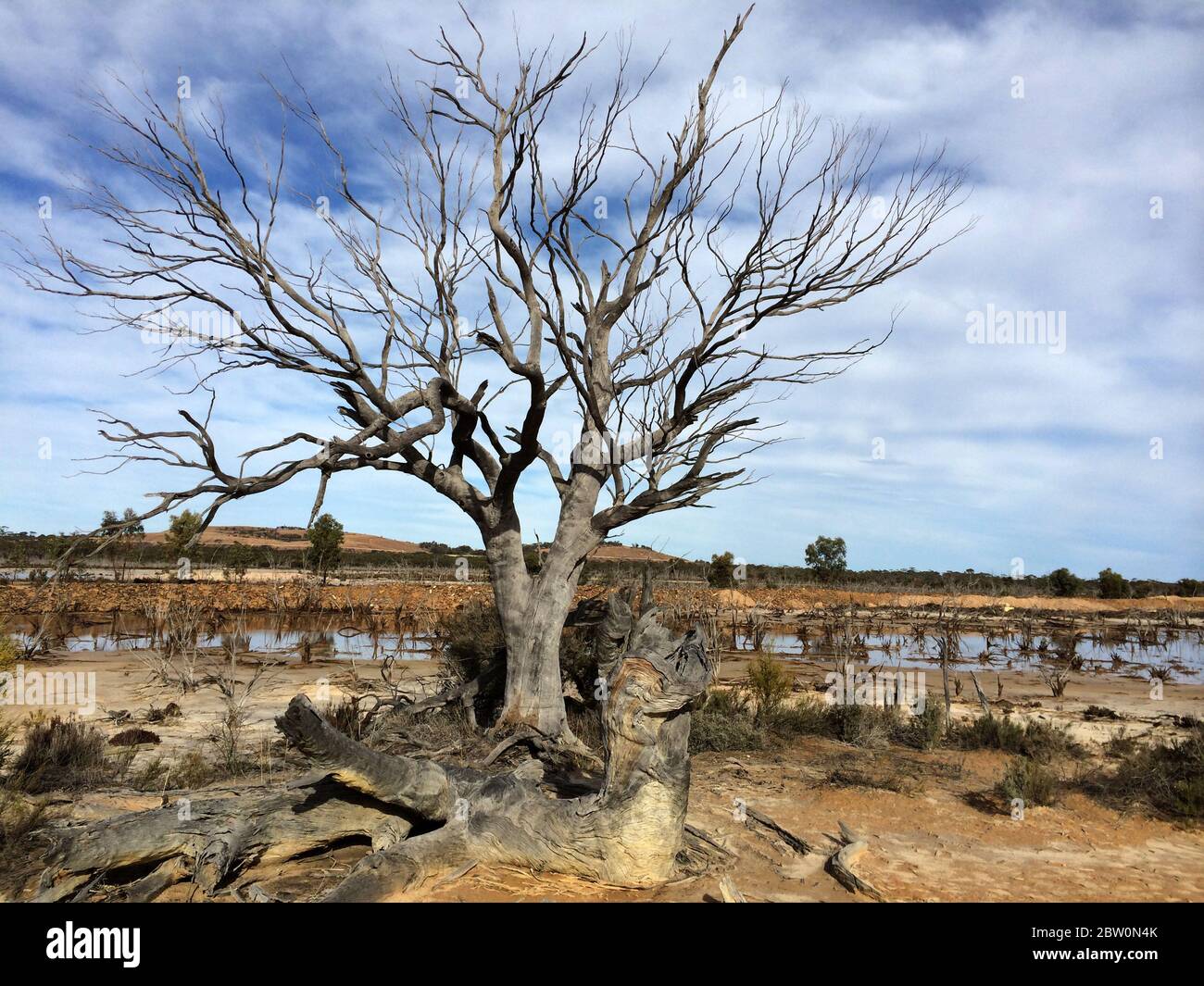 View of a dead tree  standing in the middle of a salty wet land in Western Australia Stock Photo