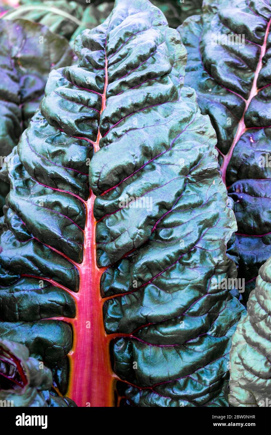 Red and dark green Swiss chard in close up shot in a field Stock Photo