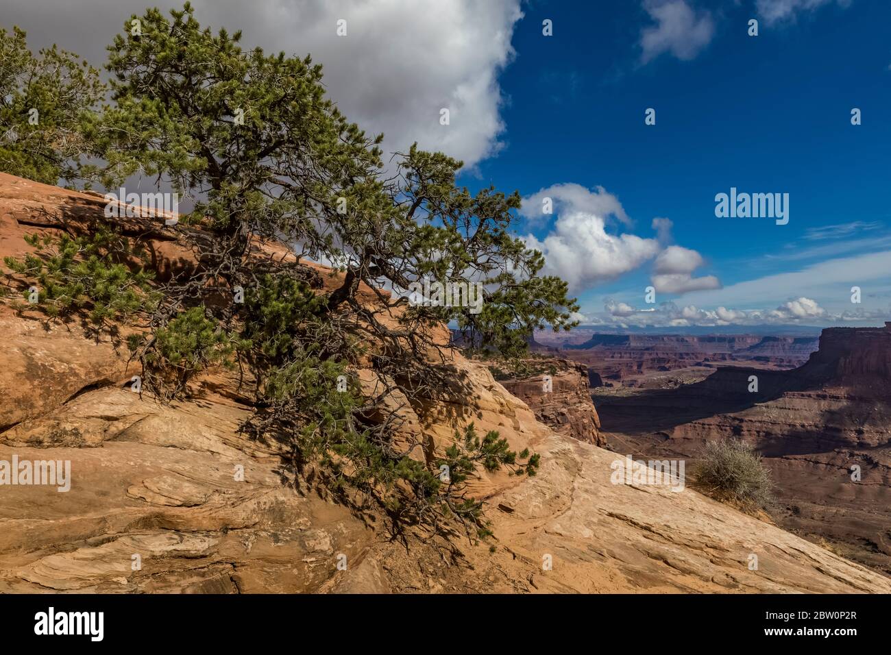 Two-needle Pinyon, Pinus edulis, on mesa rim above Shafer Canyon at Island in the Sky in Canyonlands National Park, Utah, USA Stock Photo