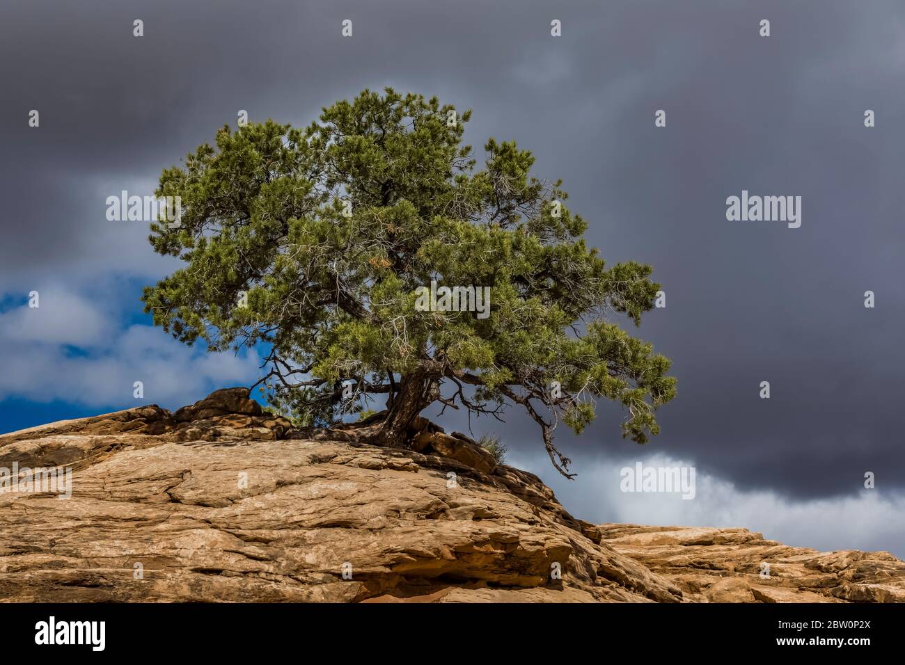 Two-needle Pinyon, Pinus edulis, growing on slickrock at Island in the Sky in Canyonlands National Park, Utah, USA Stock Photo