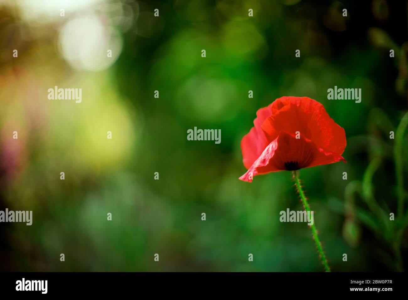 Red poppy flower growing in a green garden Stock Photo - Alamy