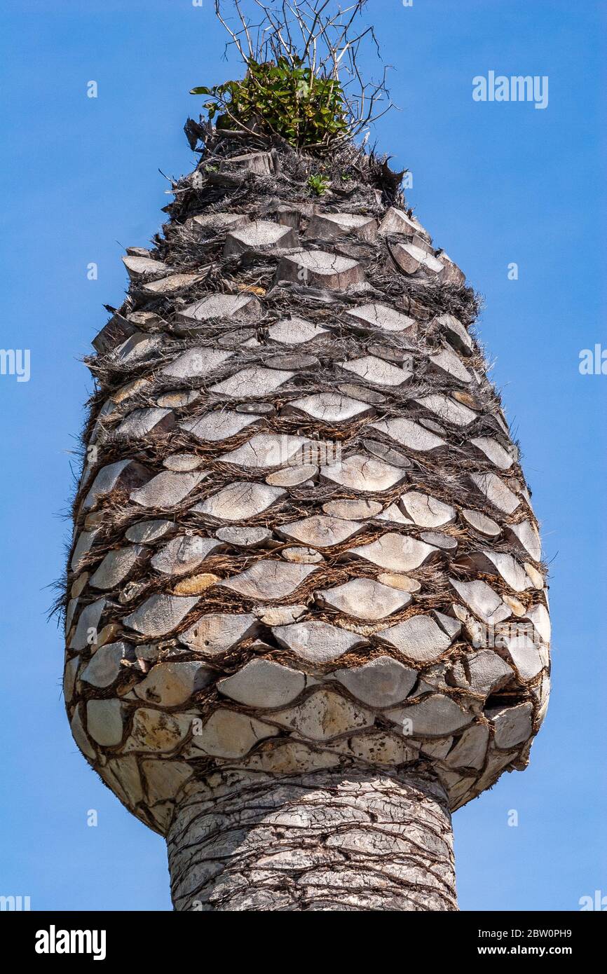 Top of pruned palm tree Stock Photo