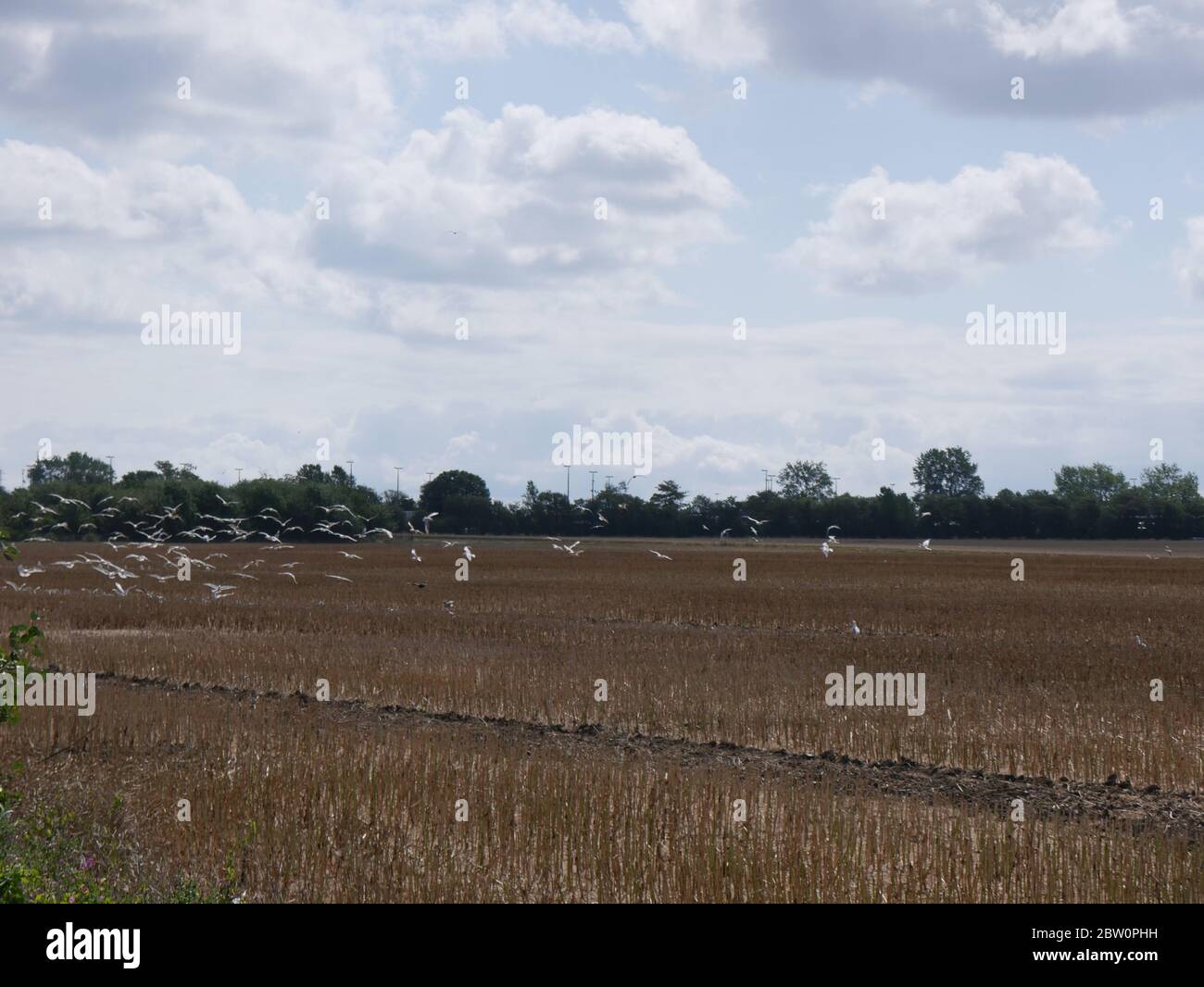 Seagulls flying above a field Stock Photo