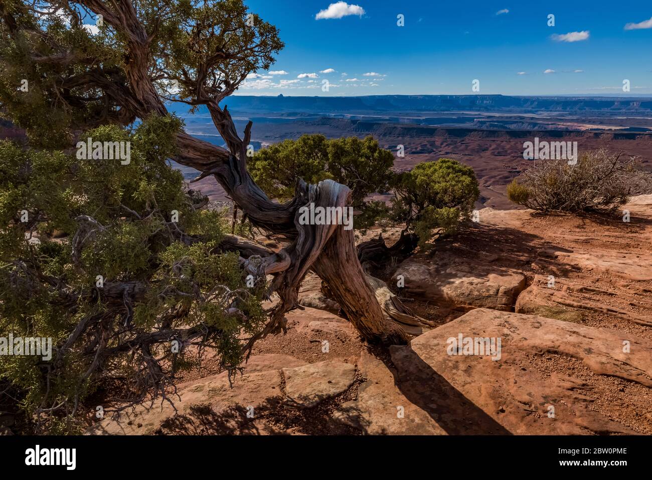 Utah Juniper, Juniperus osteosperma, at Murphy Point area at Island in the Sky in Canyonlands National Park, Utah, USA Stock Photo