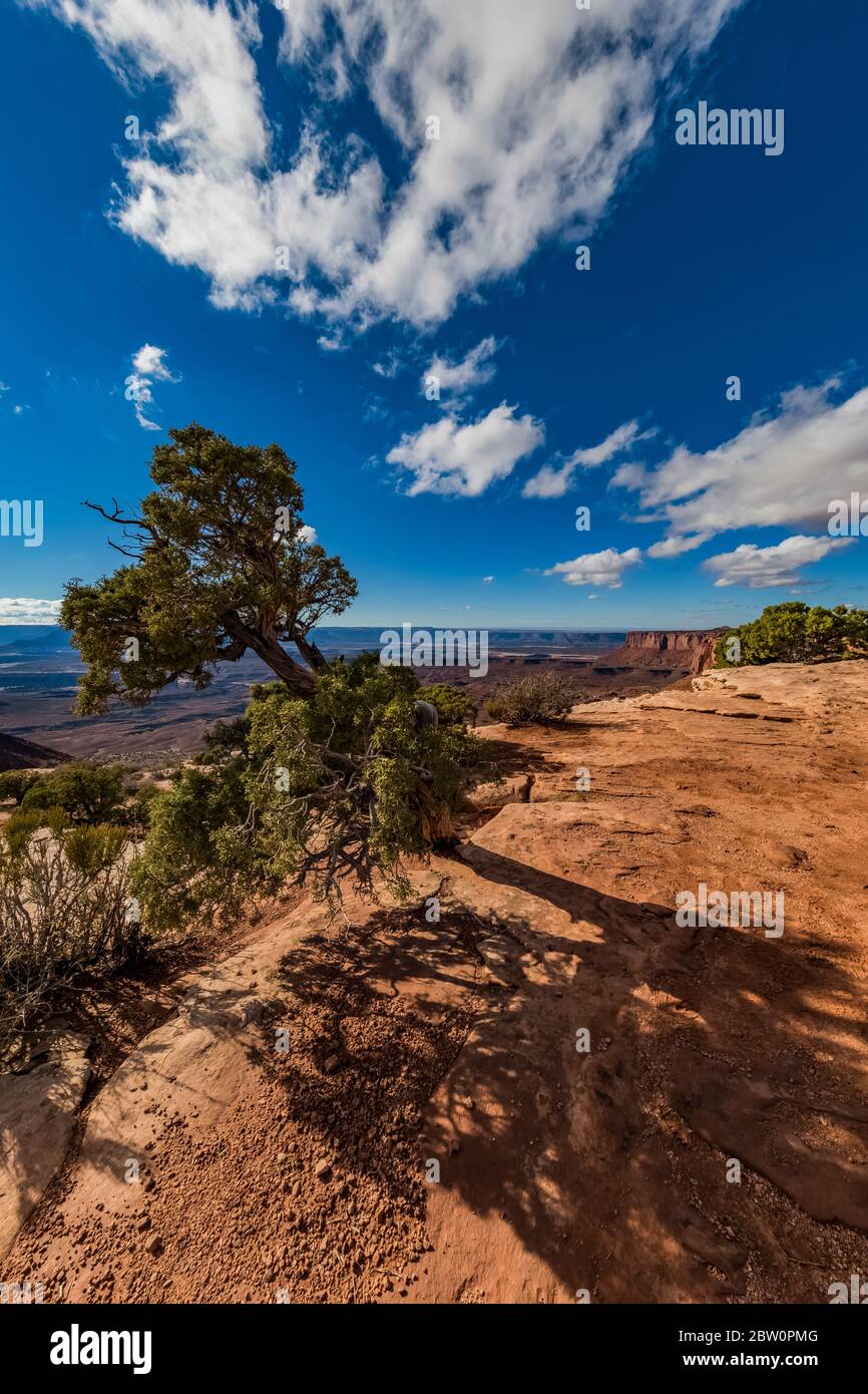 Utah Juniper, Juniperus osteosperma, at Murphy Point area at Island in the Sky in Canyonlands National Park, Utah, USA Stock Photo