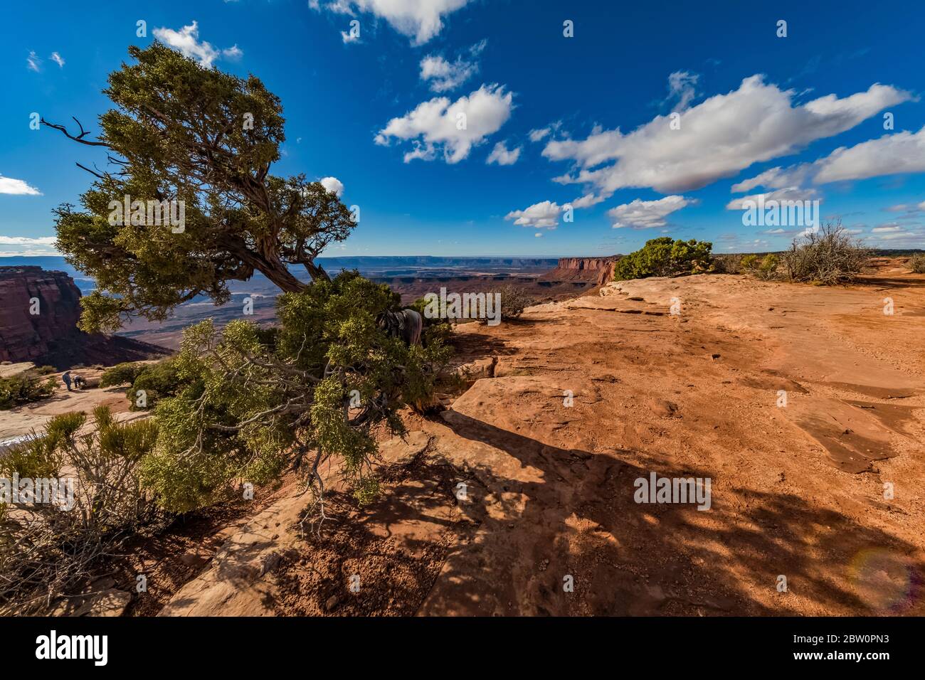 Utah Juniper, Juniperus osteosperma, at Murphy Point area at Island in the Sky in Canyonlands National Park, Utah, USA Stock Photo