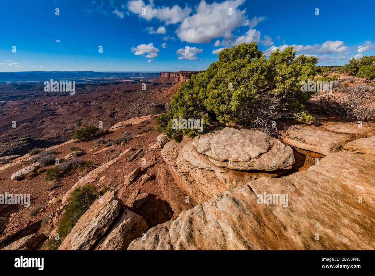 Utah Juniper, Juniperus osteosperma, at Murphy Point area at Island in the Sky in Canyonlands National Park, Utah, USA Stock Photo