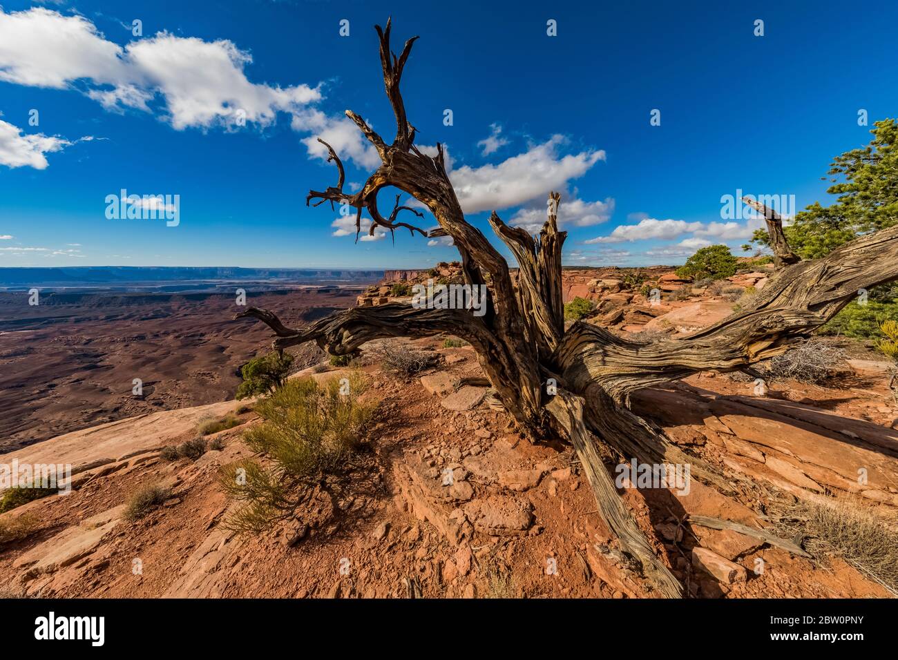 Dead Utah Juniper, Juniperus osteosperma, in Murphy Point area at Island in the Sky in Canyonlands National Park, Utah, USA Stock Photo