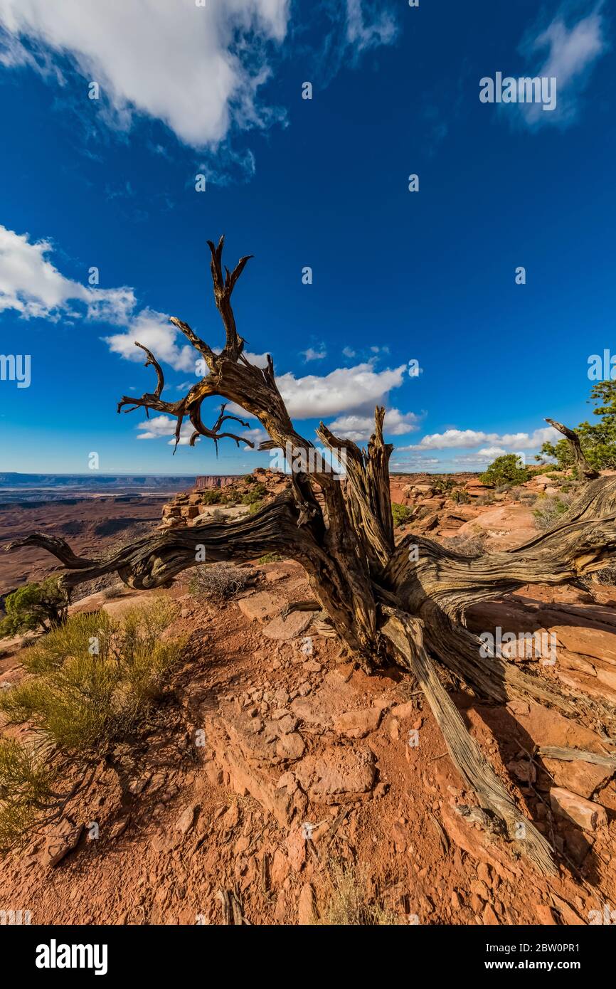 Dead Utah Juniper, Juniperus osteosperma, in Murphy Point area at Island in the Sky in Canyonlands National Park, Utah, USA Stock Photo