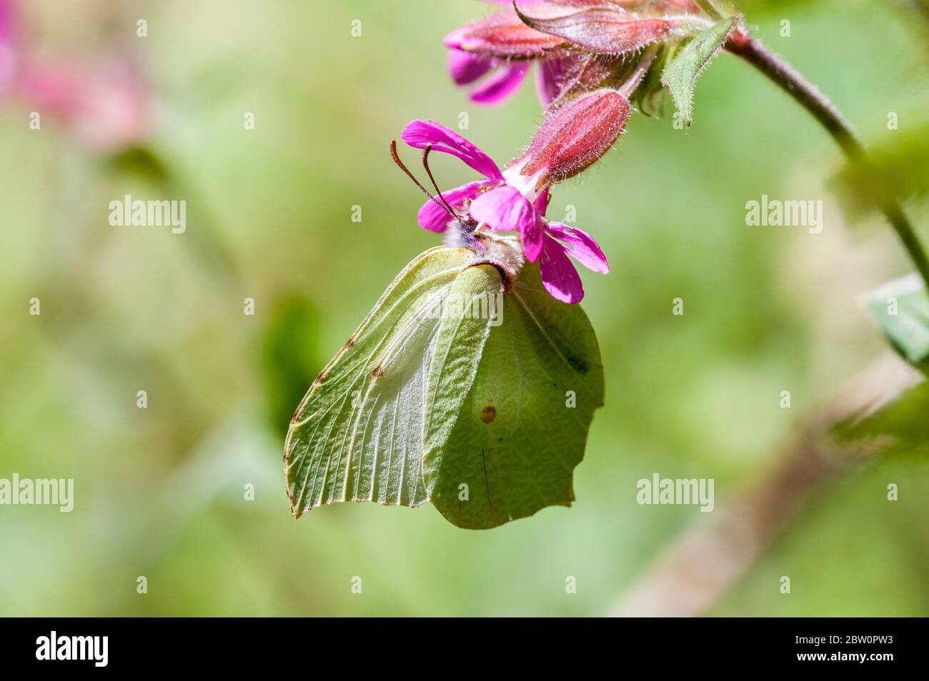 Female Brimstone butterfly nectaring Stock Photo