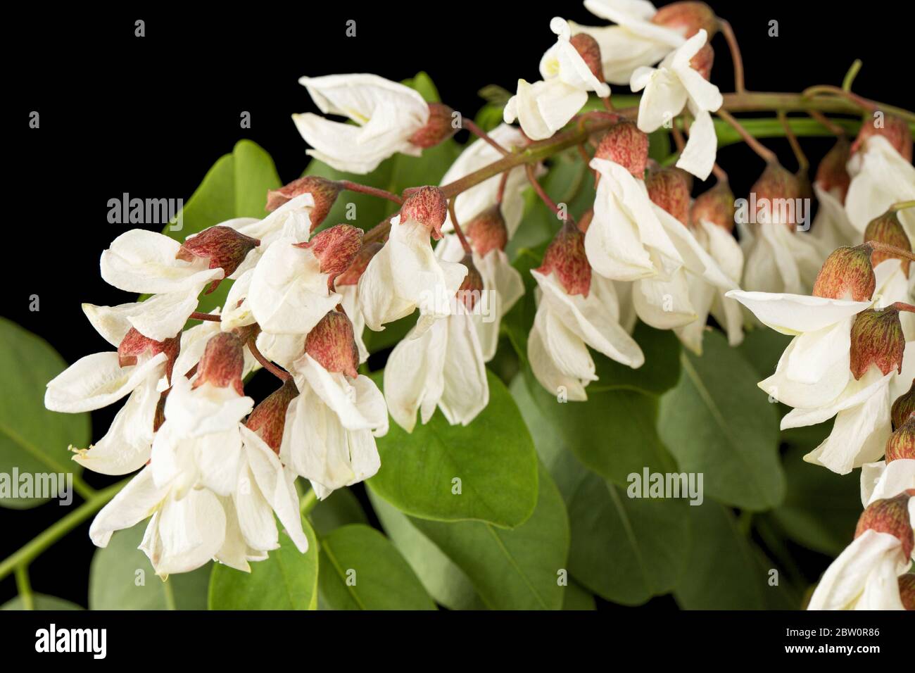 Blossoming inflorescence of white acacia, isolated on black background ...