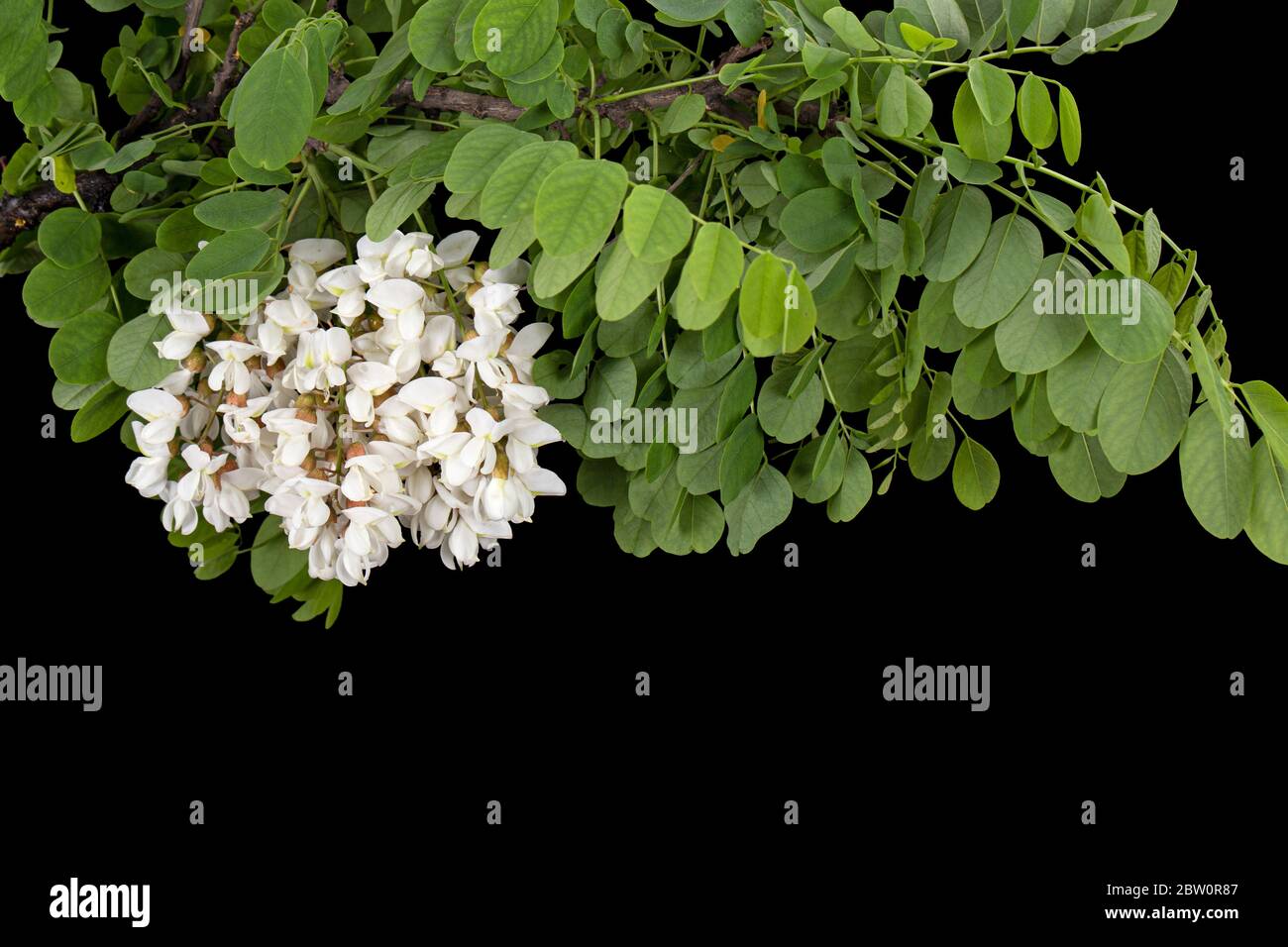 Blossoming inflorescence of white acacia, isolated on black background ...