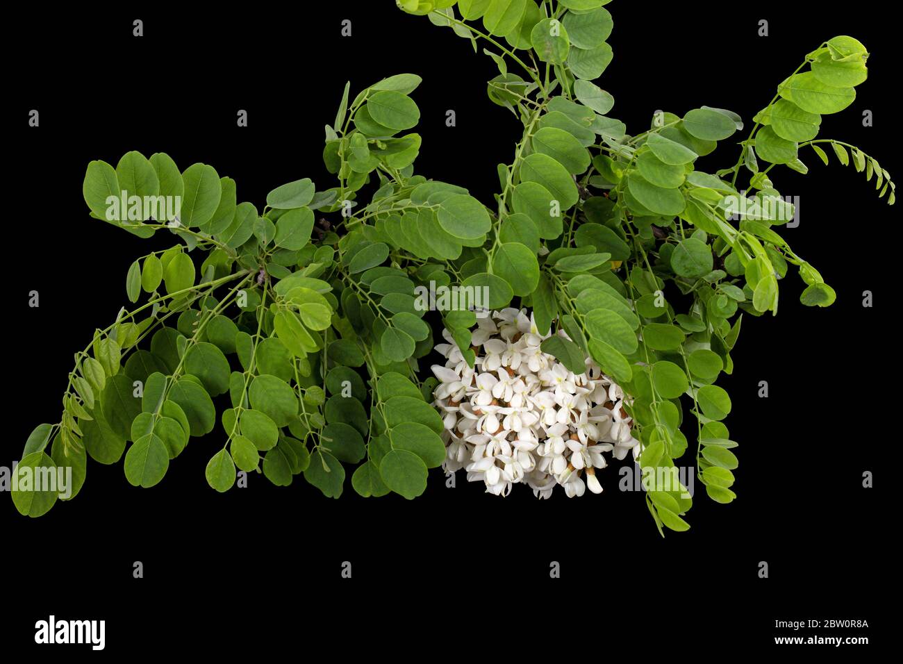 Blossoming inflorescence of white acacia, isolated on black background ...