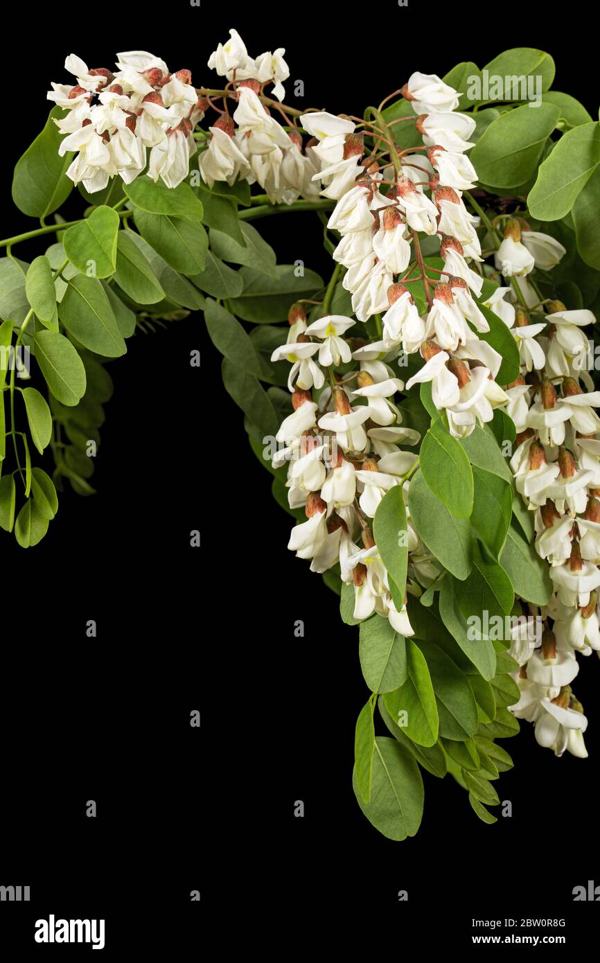 Blossoming inflorescence of white acacia, isolated on black background ...