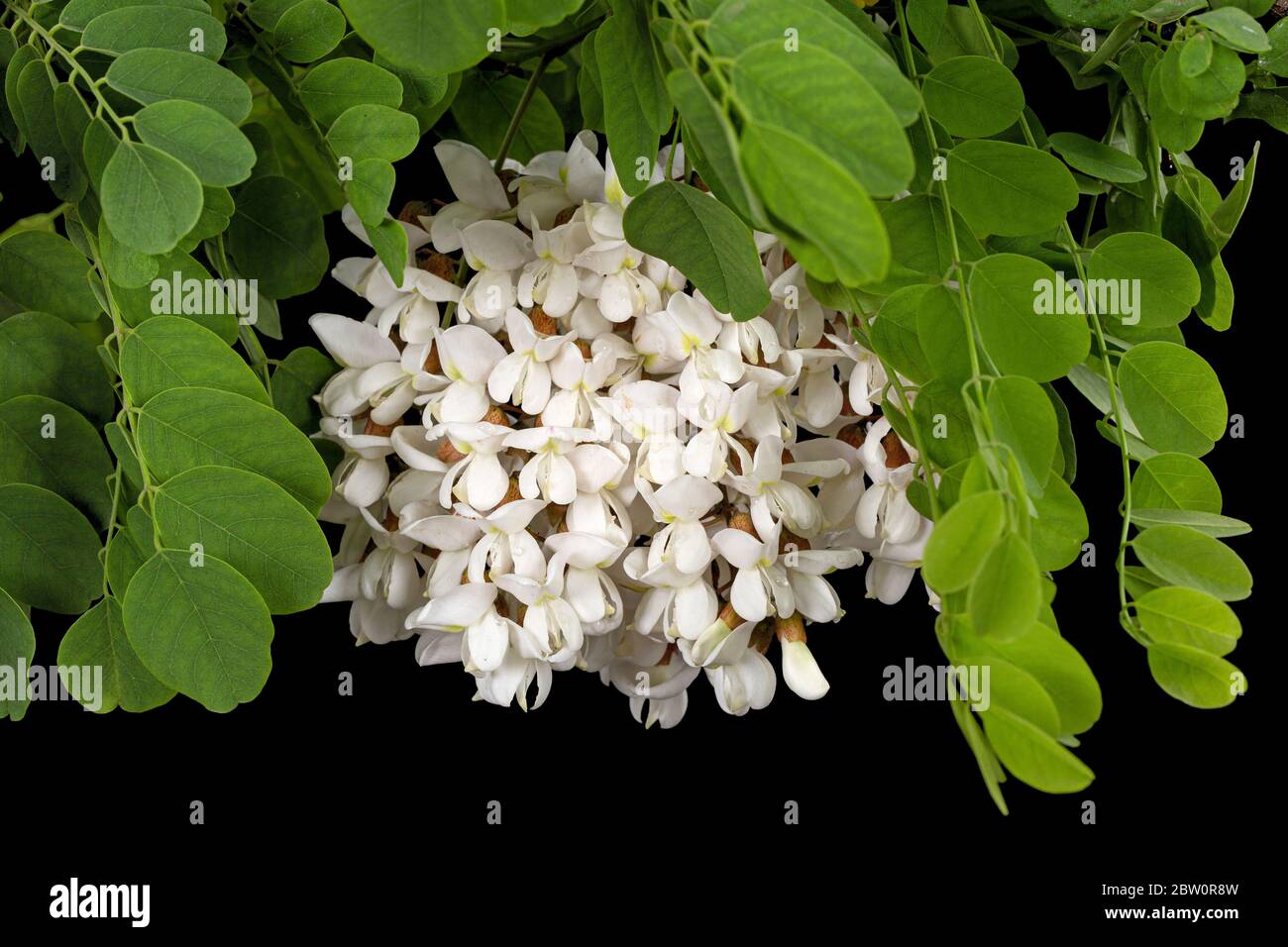 Blossoming inflorescence of white acacia, isolated on black background ...
