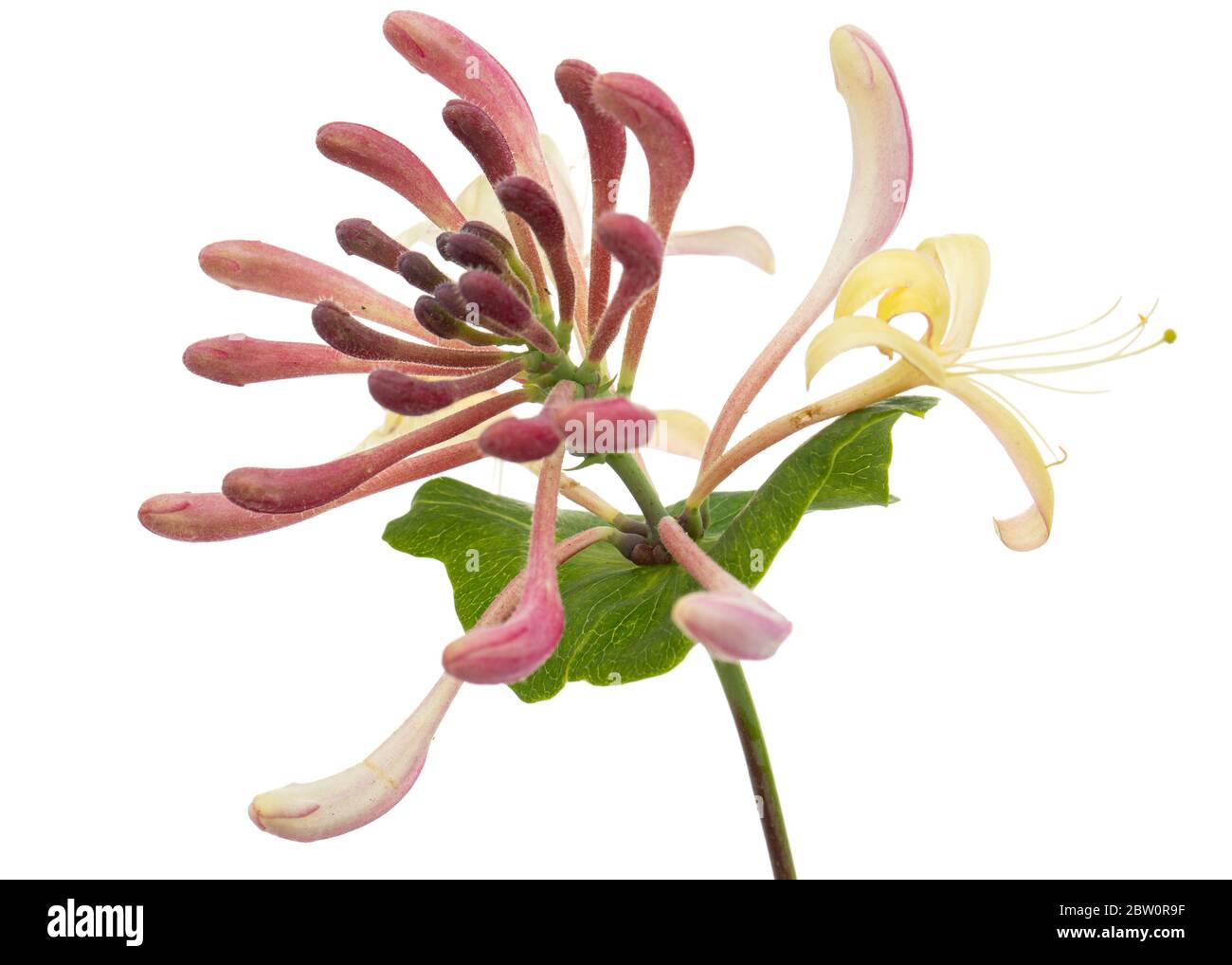 bipennifolium philodendron Philodendron bipennifolium