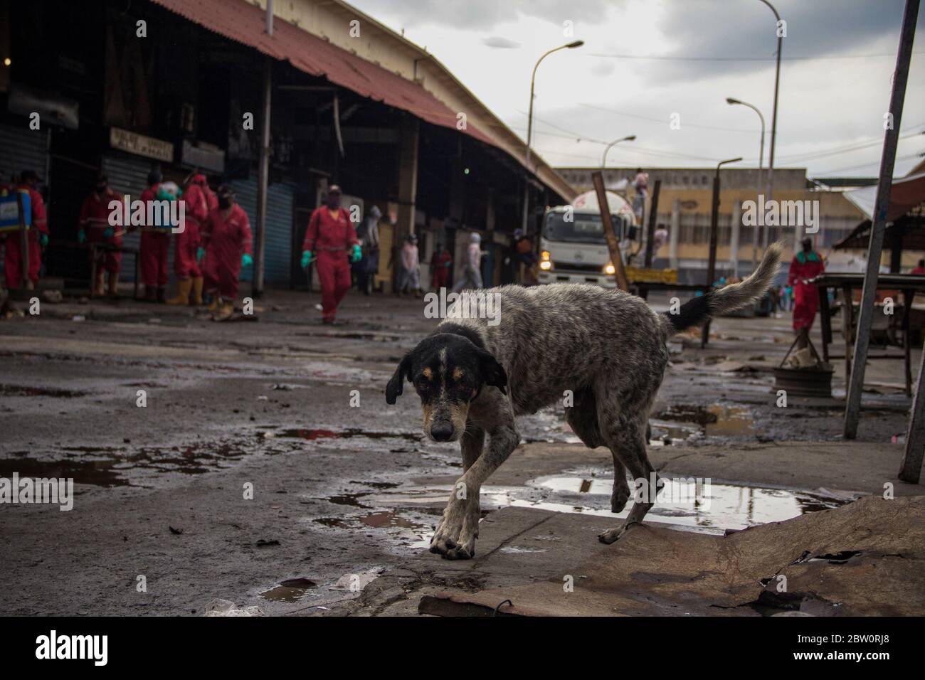 Maracaibo, Venezuela. 28th May, 2020. A dog walks through the market 'Las Pulgas' during a disinfection campaign against the spread of the coronavirus by employees of the city. The market, which was considered a critical source of infection, was closed on 24 May. This was followed by protests from traders. The Venezuelan government has identified 1,245 Covid-19 infected people nationwide. According to official figures, eleven people are believed to have died of coronavirus. Credit: Maria Fernanda Munoz/dpa/Alamy Live News Stock Photo