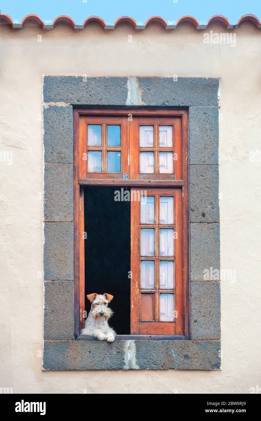 Lonely small dog looking out of open window to street. Concept of self isolation, quarantine Stock Photo