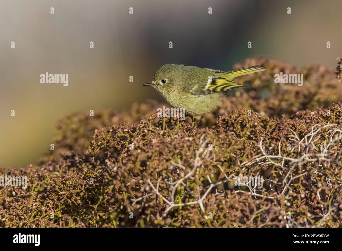 Ruby-crowned Kinglet, Regulus calendula, female foraging for ants and ...