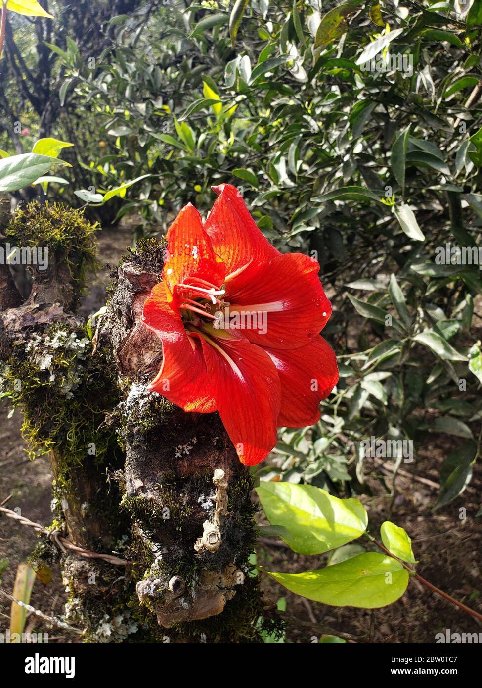 Red flower in the garden Stock Photo