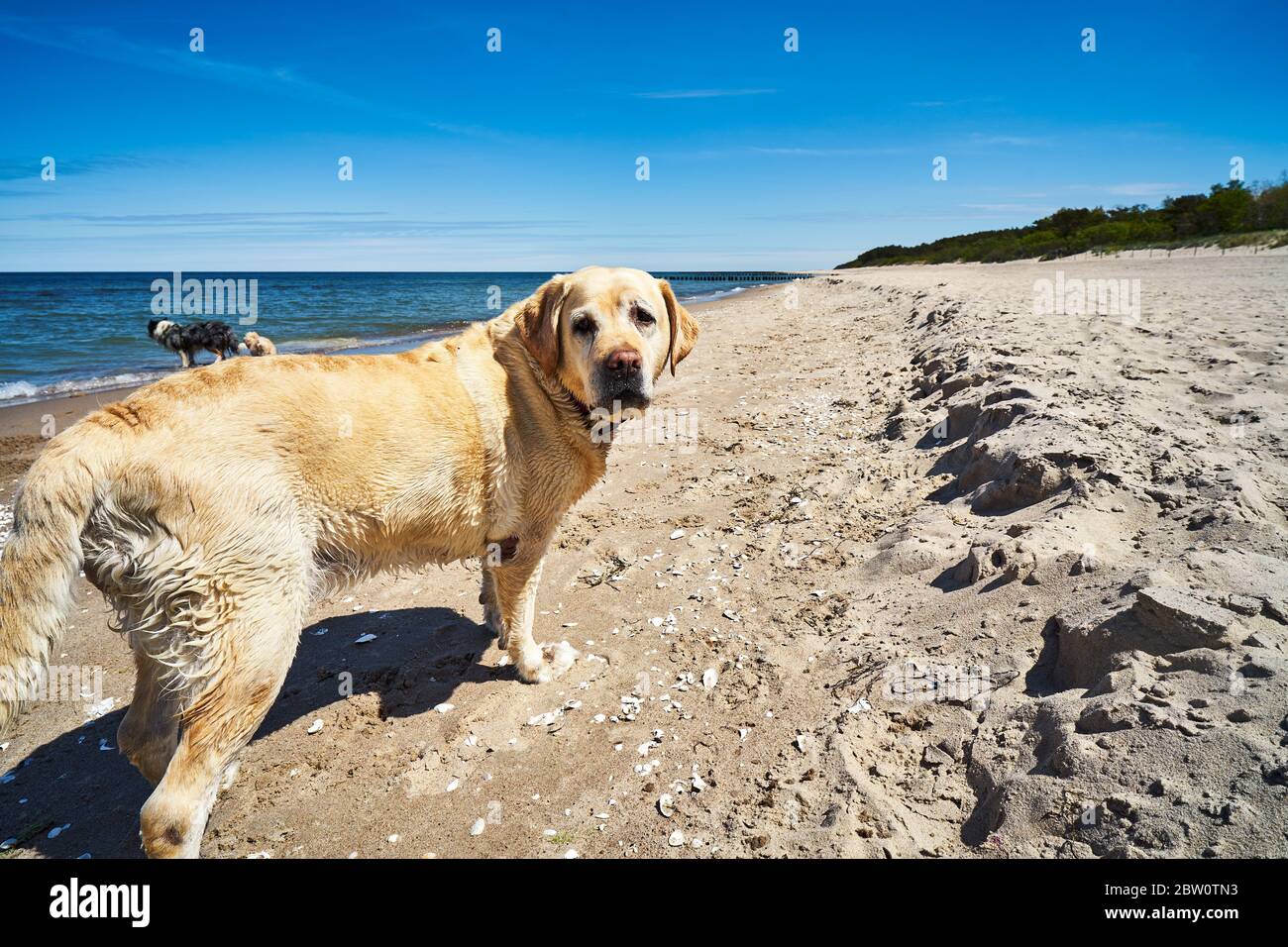 dogs run and play on the beach in summer Stock Photo
