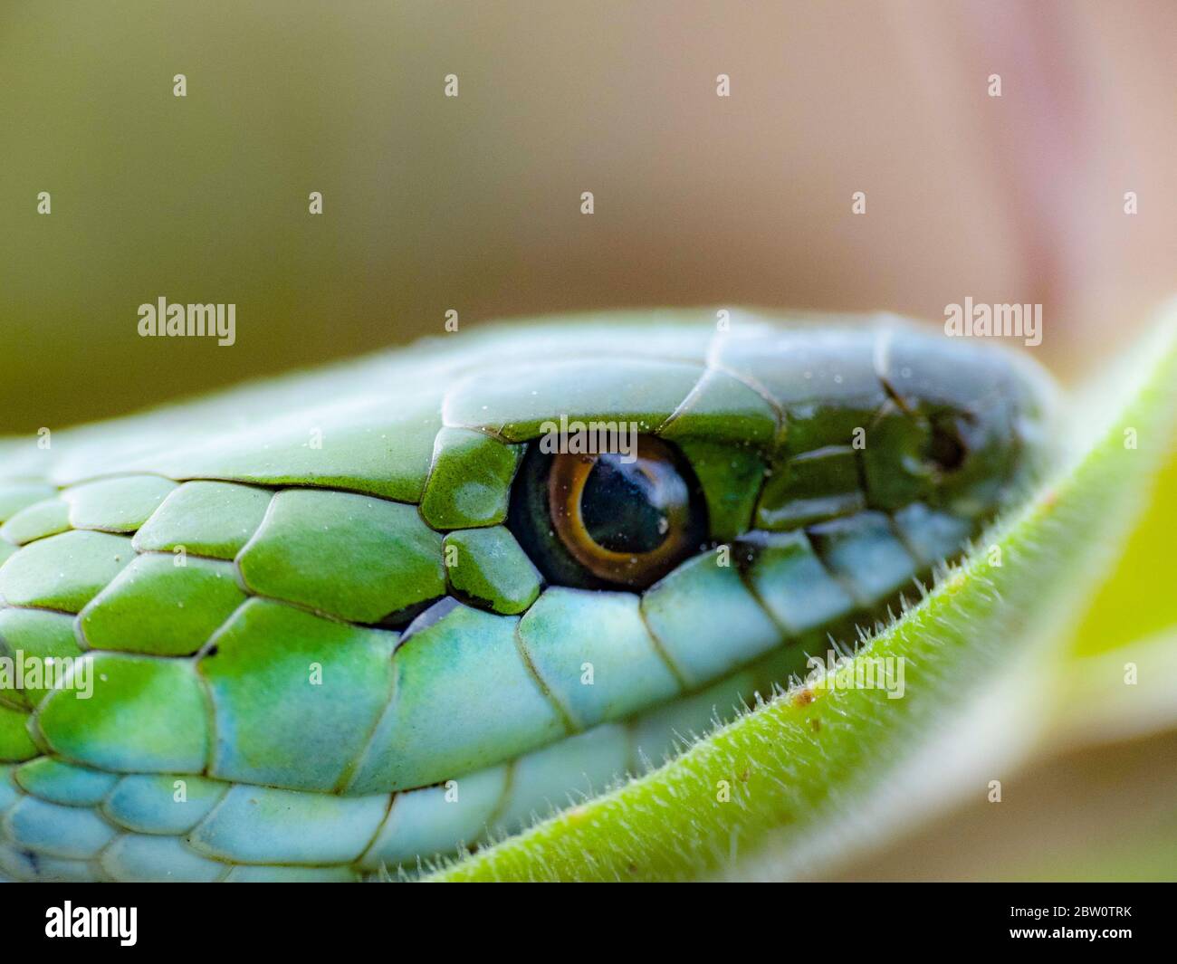 snake resting on green leaf Stock Photo