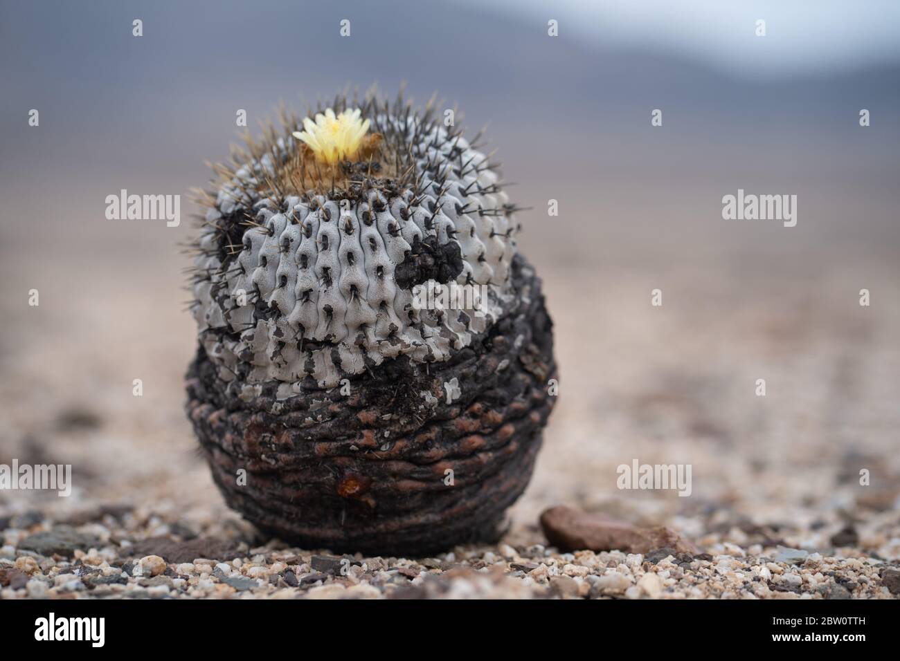 Capiapoa Cactus, In   the deserts of Chile inhabit several species of Stock Photo