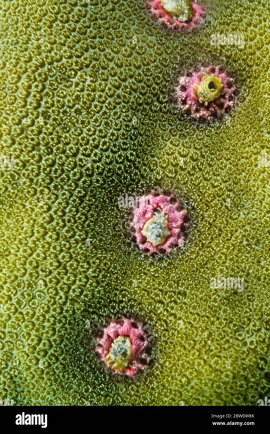Tubeworm tubes in hard coral, Madagascar. The pink are the attack polyp, like wite bloodcells in the human body. Stock Photo