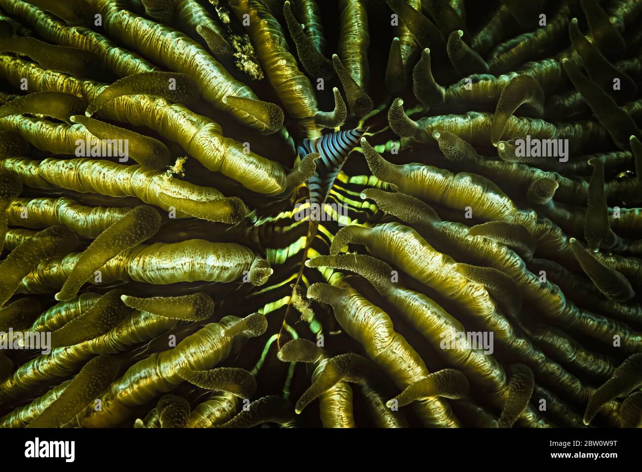 The mouth of a muchroom coral, Madagascar. Stock Photo
