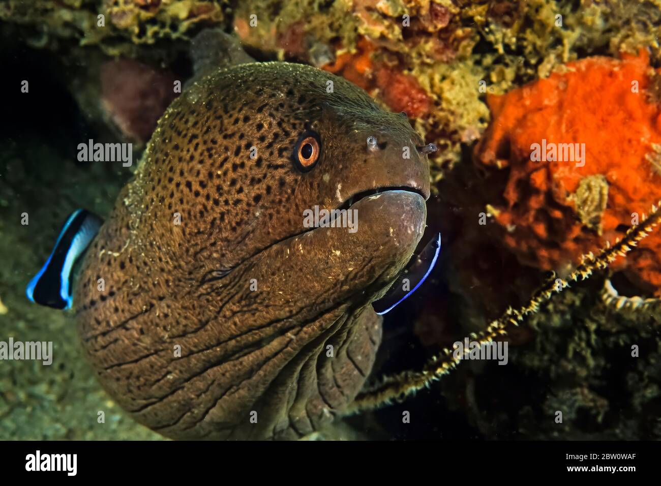 A Giant Moray eel (Gymnothorax javanicus)being cleaned cleaned by