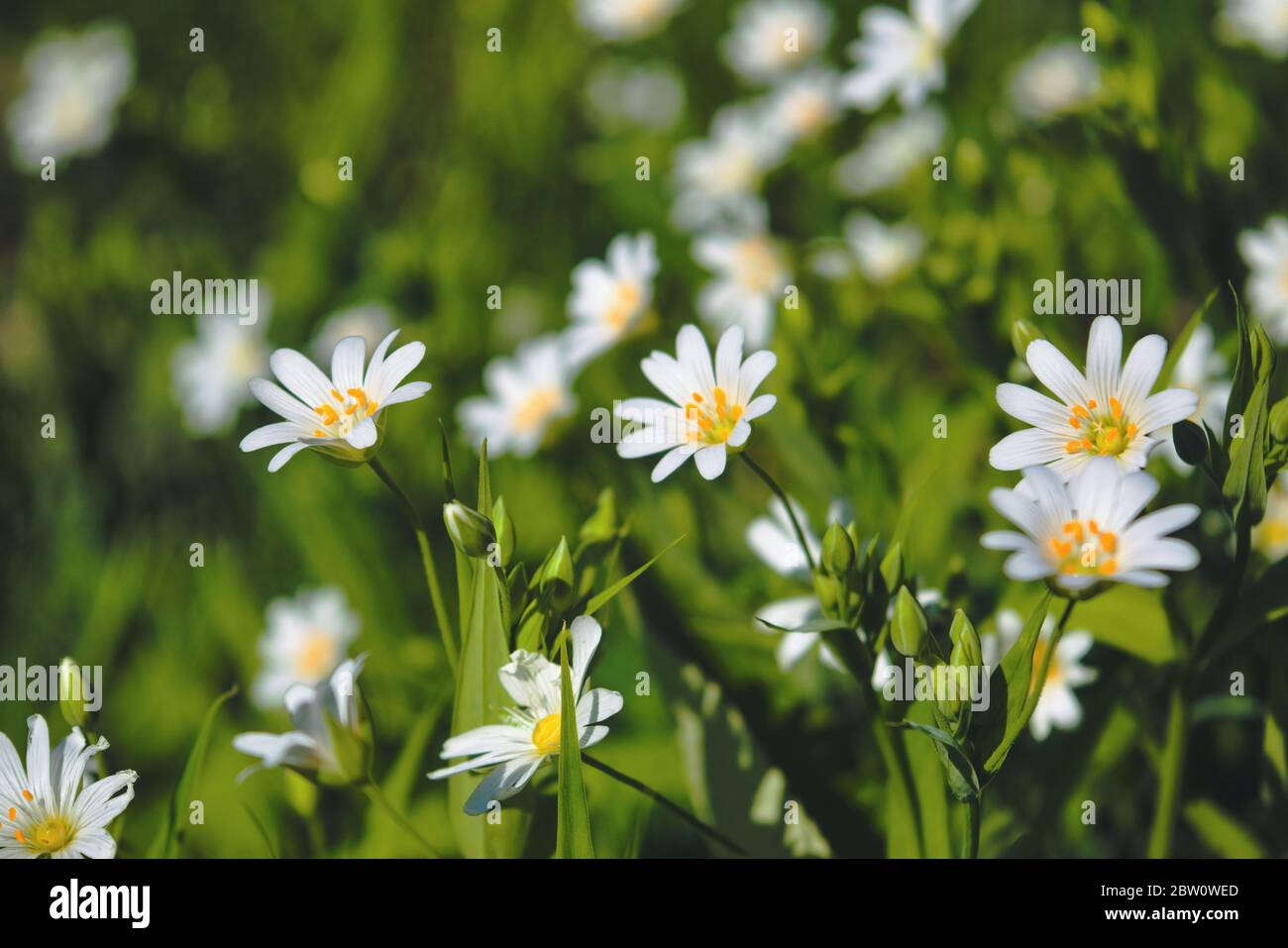 A field of stellaria media flowers in the forest. Stock Photo
