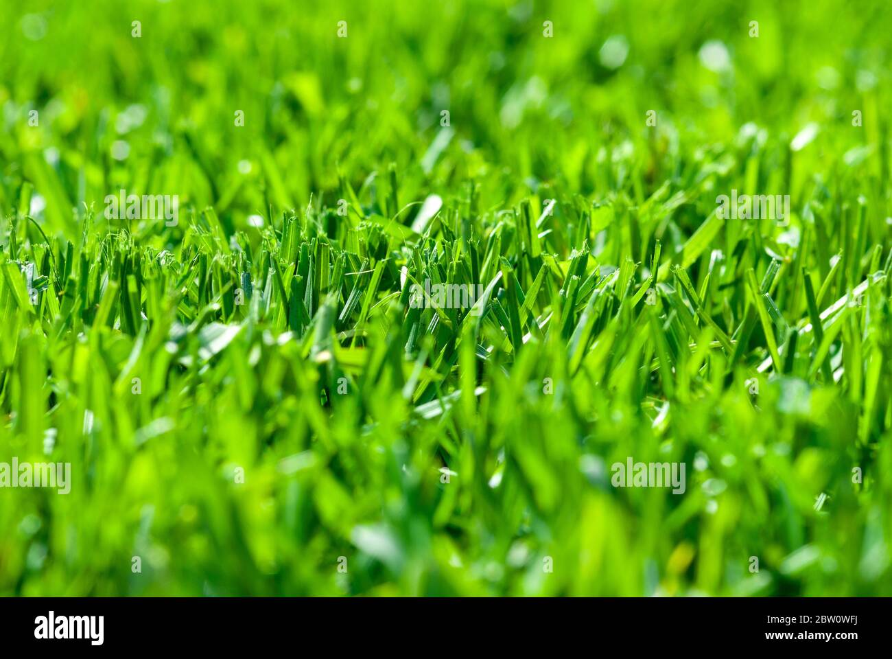 freshly cut grass, macro low angle shot with selective focus Stock Photo