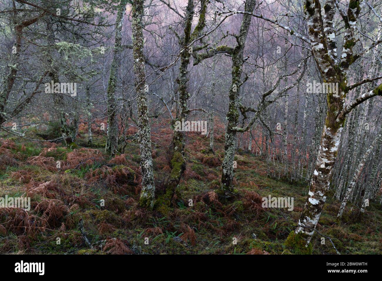 Abstract view of closely packed thin white vertical tree trunks with no