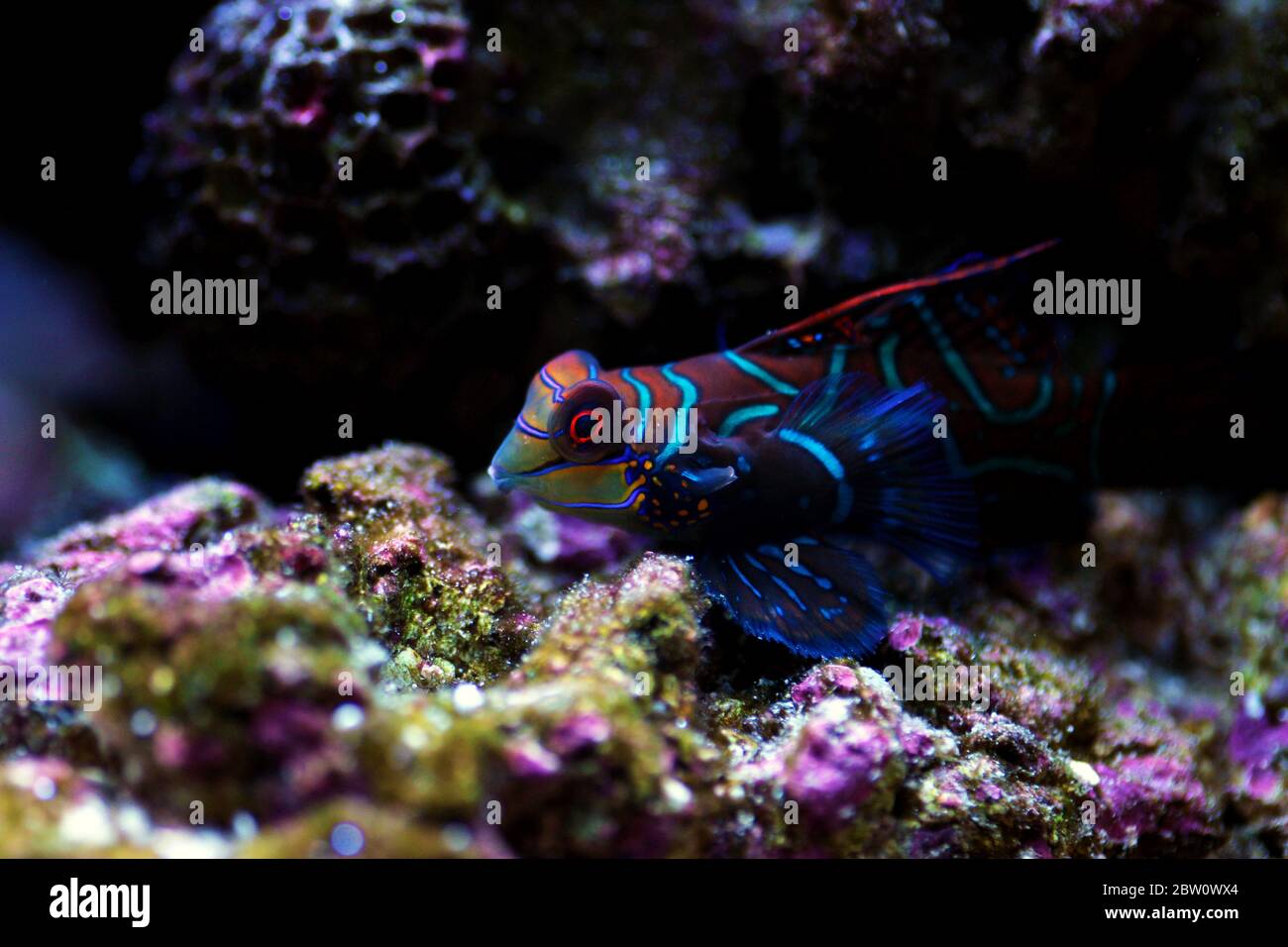 Synchiropus splendidus - The Mandarin fish, one of the most colorful saltwater fish Stock Photo