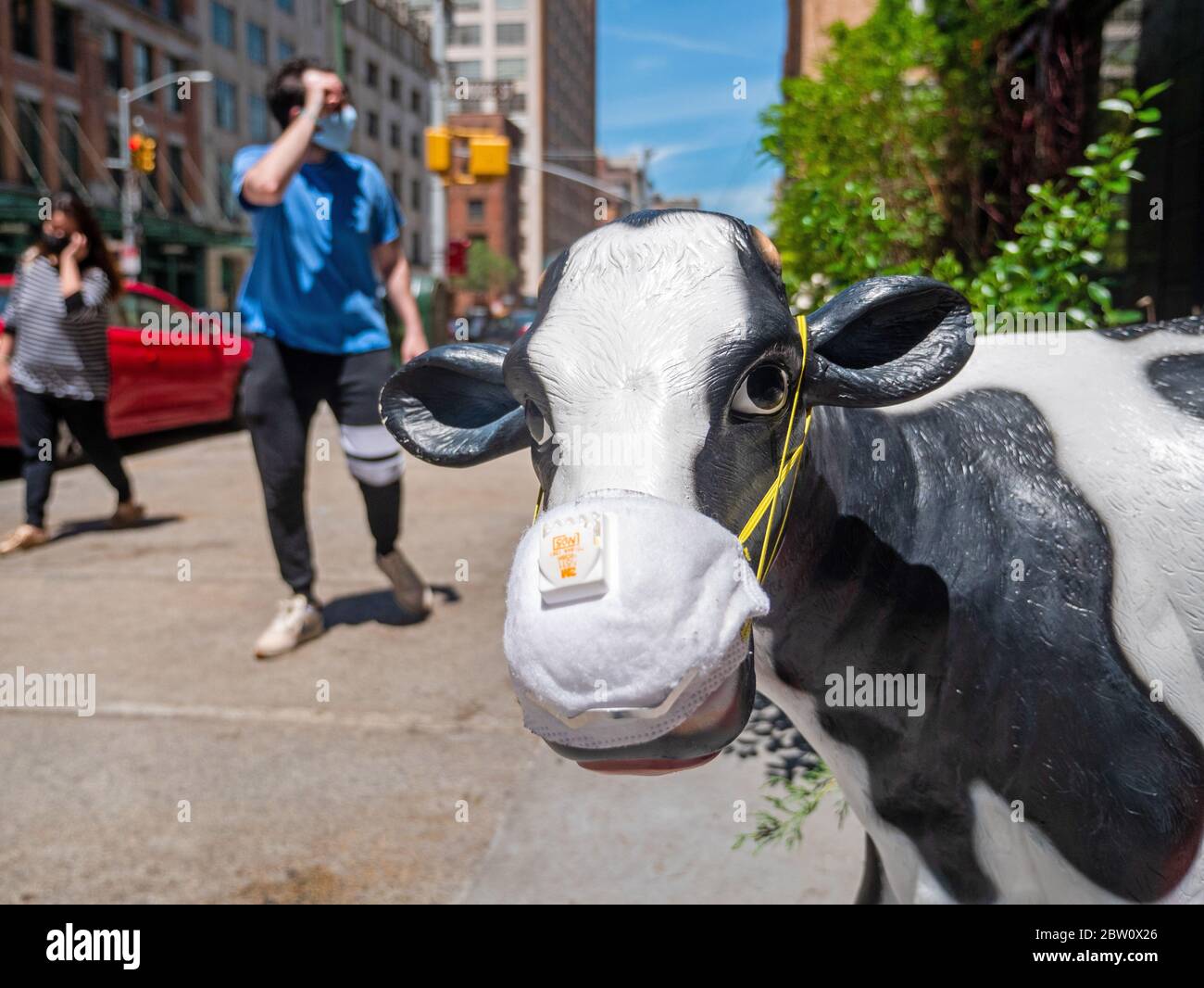 New York, New York, USA. 27th May, 2020. The cow in front of well known Tribeca NYC landmark Bubbys restaurant is staying covid safe wearing a mask in front of the entrance. The restaurant known for its brunch recently opened for take out only during the NYC lockdown. Credit: Milo Hess/ZUMA Wire/Alamy Live News Stock Photo