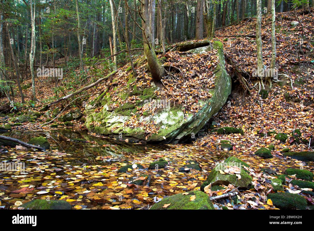 A tree grows on a boulder on Bad Branch in Bad Branch State Nature Preserve near Eolia, Kentucky. Stock Photo