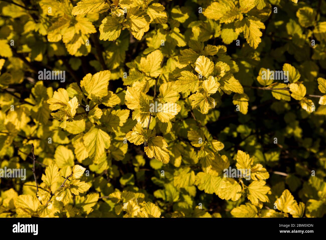 Yellow branch hi-res stock photography and images - Alamy