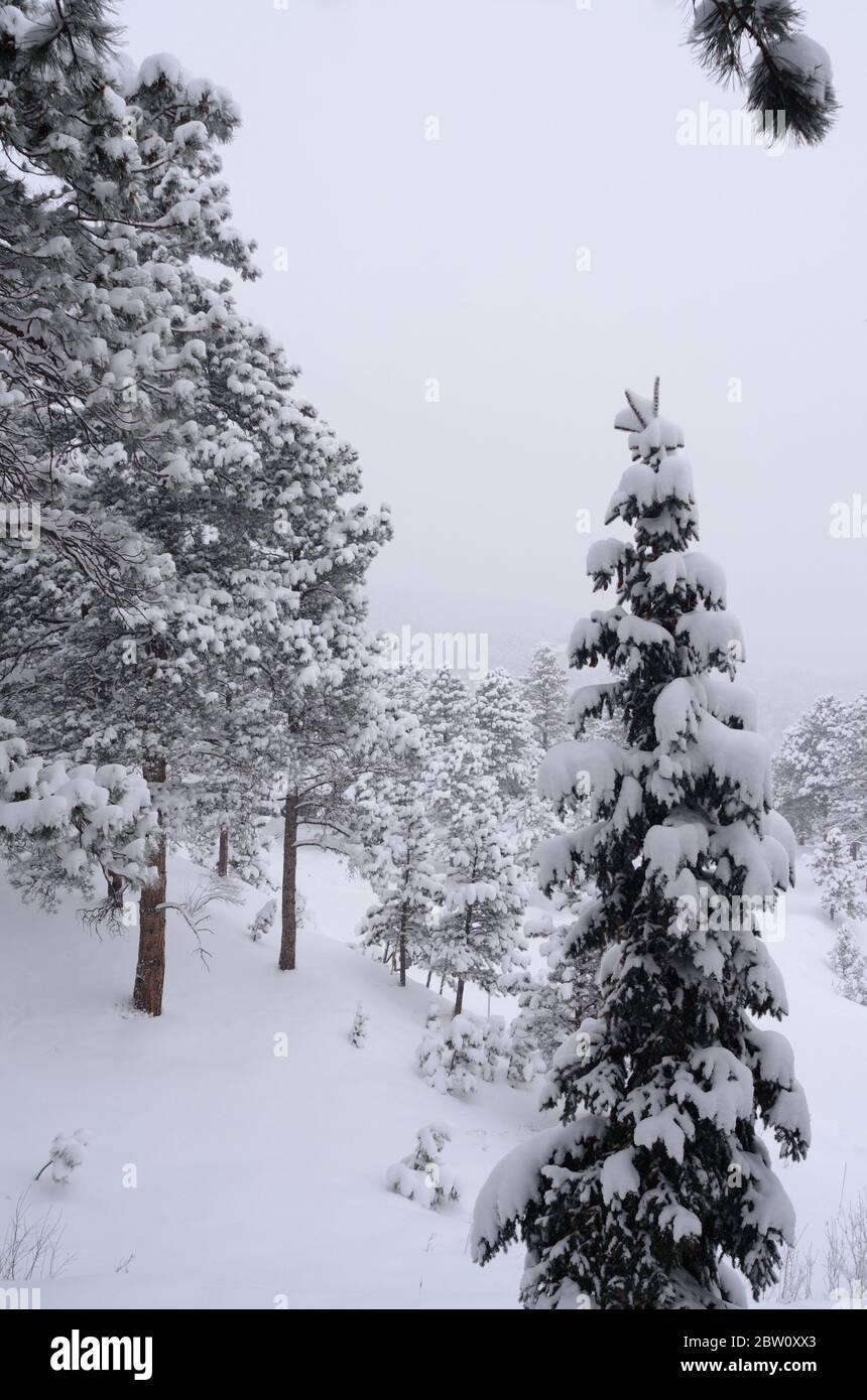 Snow on conifers in Boulder County. Rocky Mountains, Colorado. Stock Photo