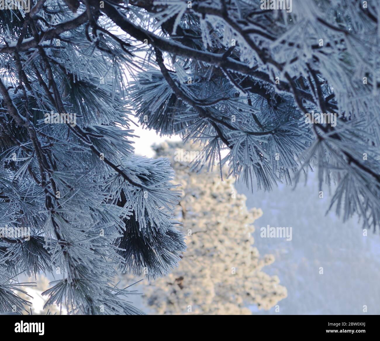 Winter scene with ponderosa pine boughs, Colorado. Stock Photo
