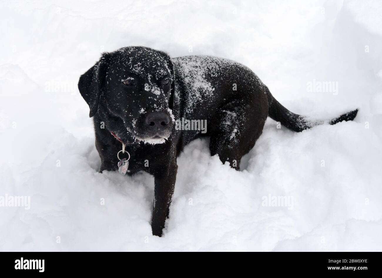 Black Labrador Retriever, Boulder, Colorado. A retriever rescue organization found Callie a new home in Colorado, She previously lived in Kansas. Stock Photo