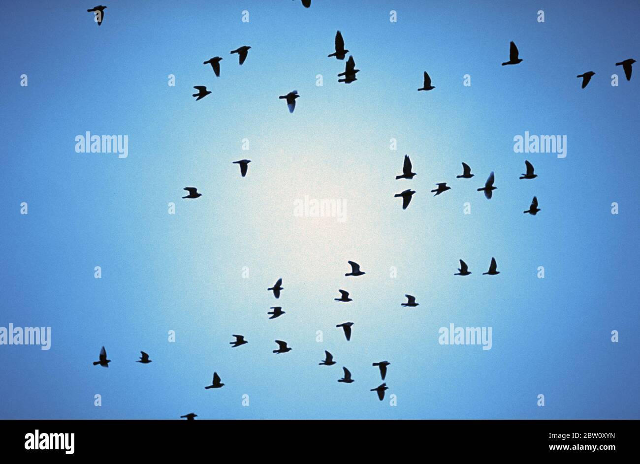 Flock of birds, pigeons. Stock Photo
