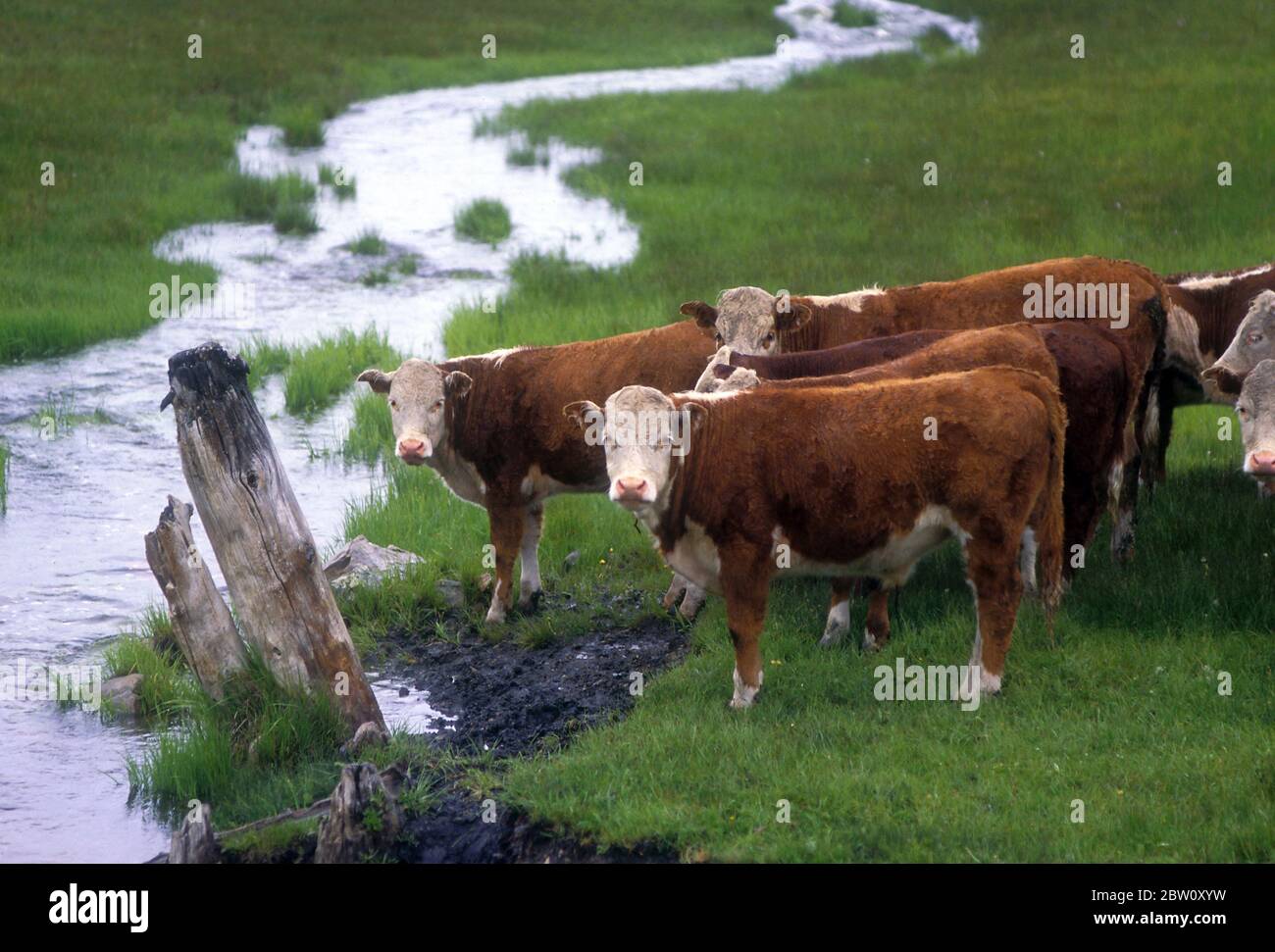 Cows by mountain stream. Stock Photo