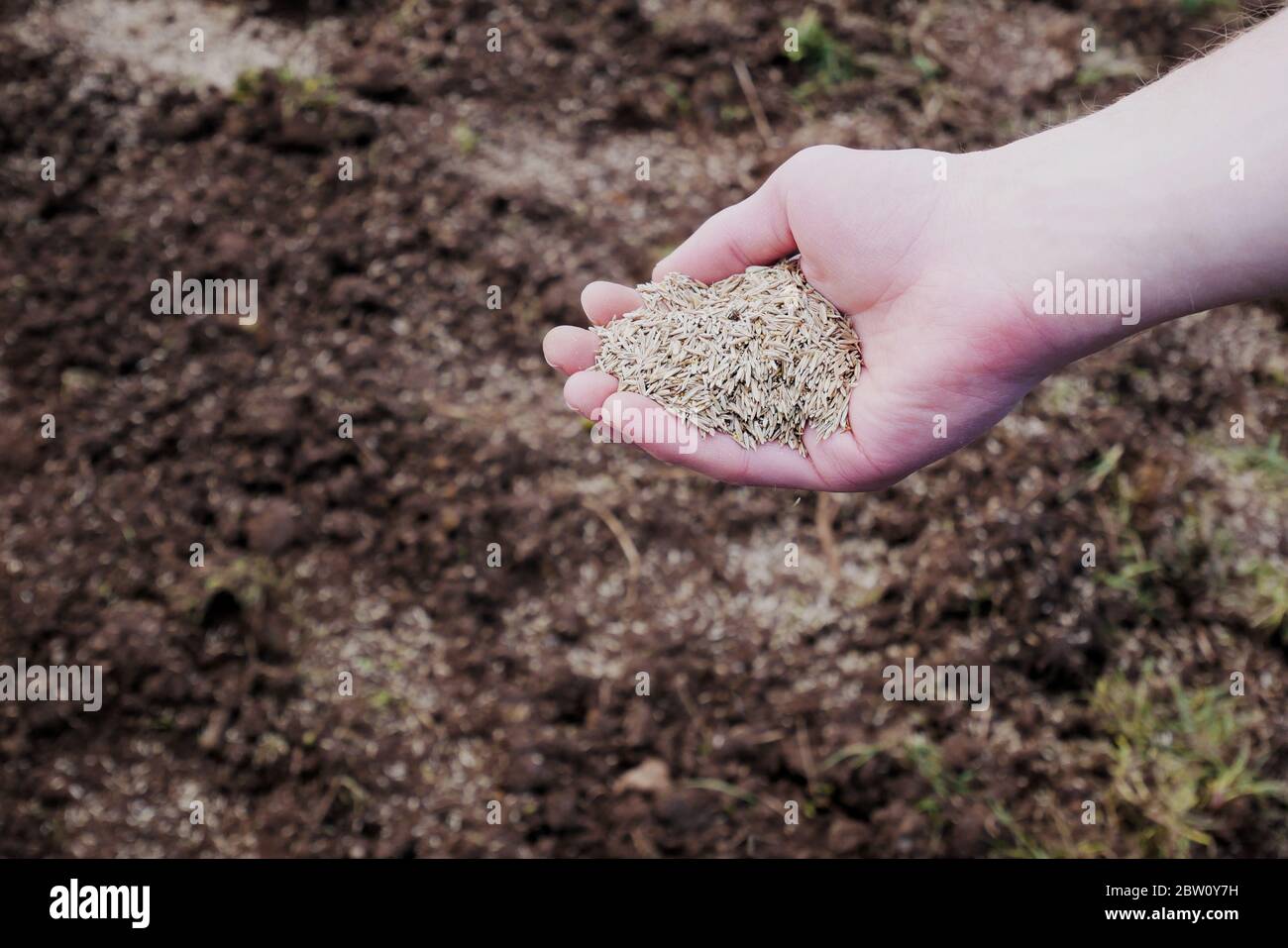 Closeup of man's hand spreading grass seed onto soil Stock Photo Alamy
