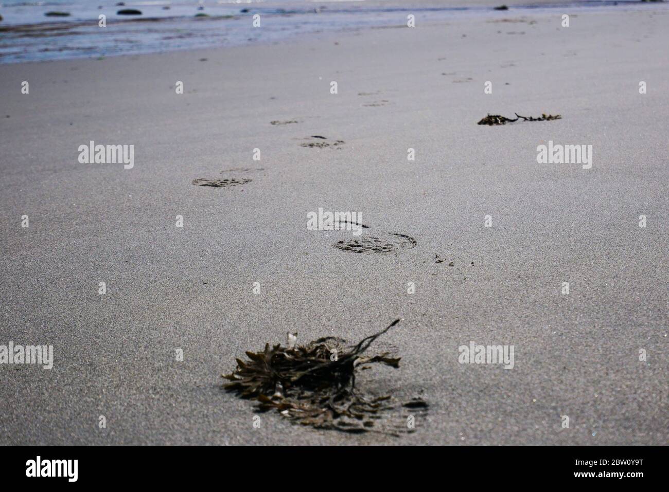 Lone boot prints on a sandy beach with seaweed in the foreground Stock Photo