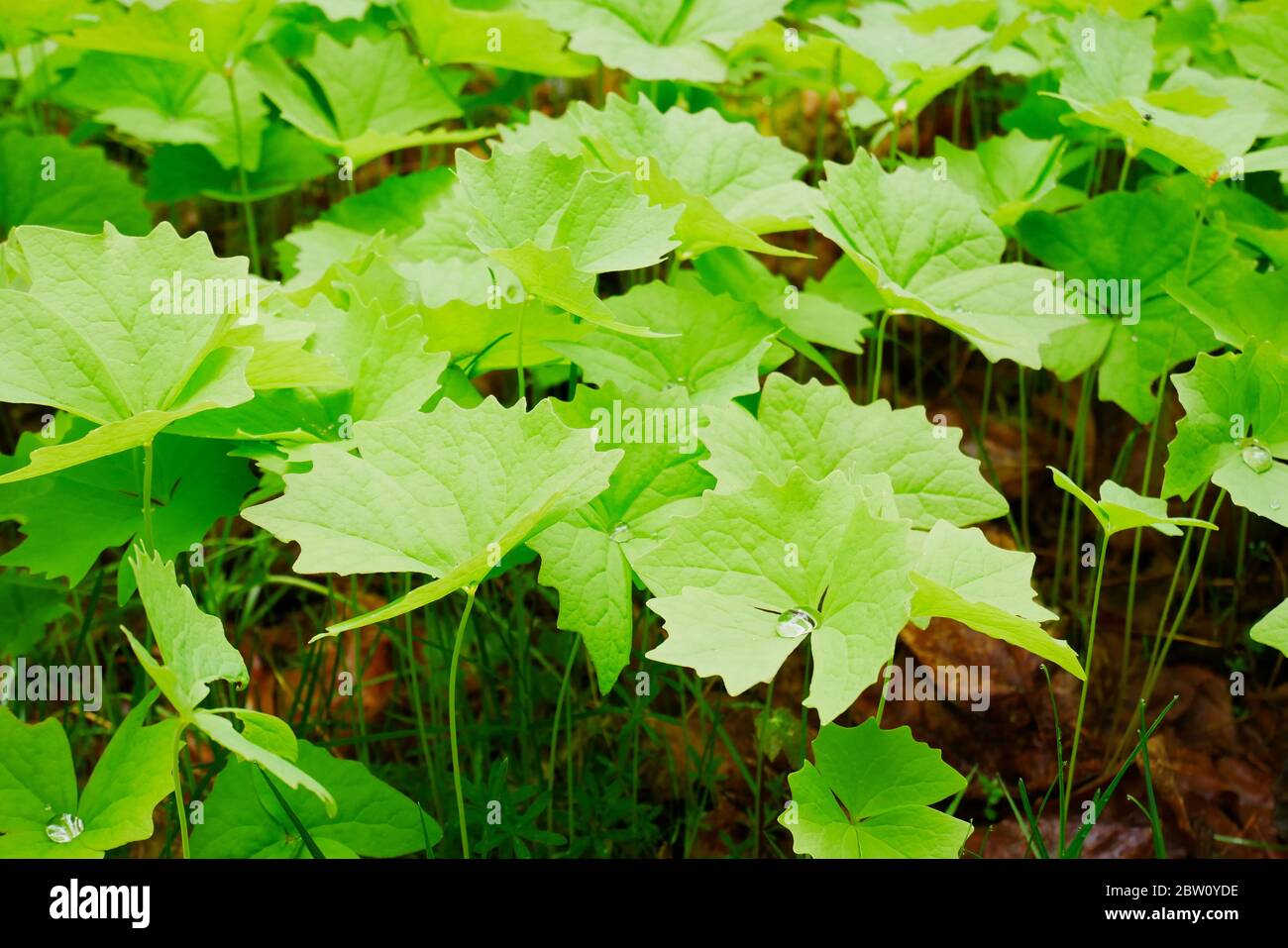 Vanilla leaf plant after spring rain, growing on Gabriola Island, British Columbia Stock Photo