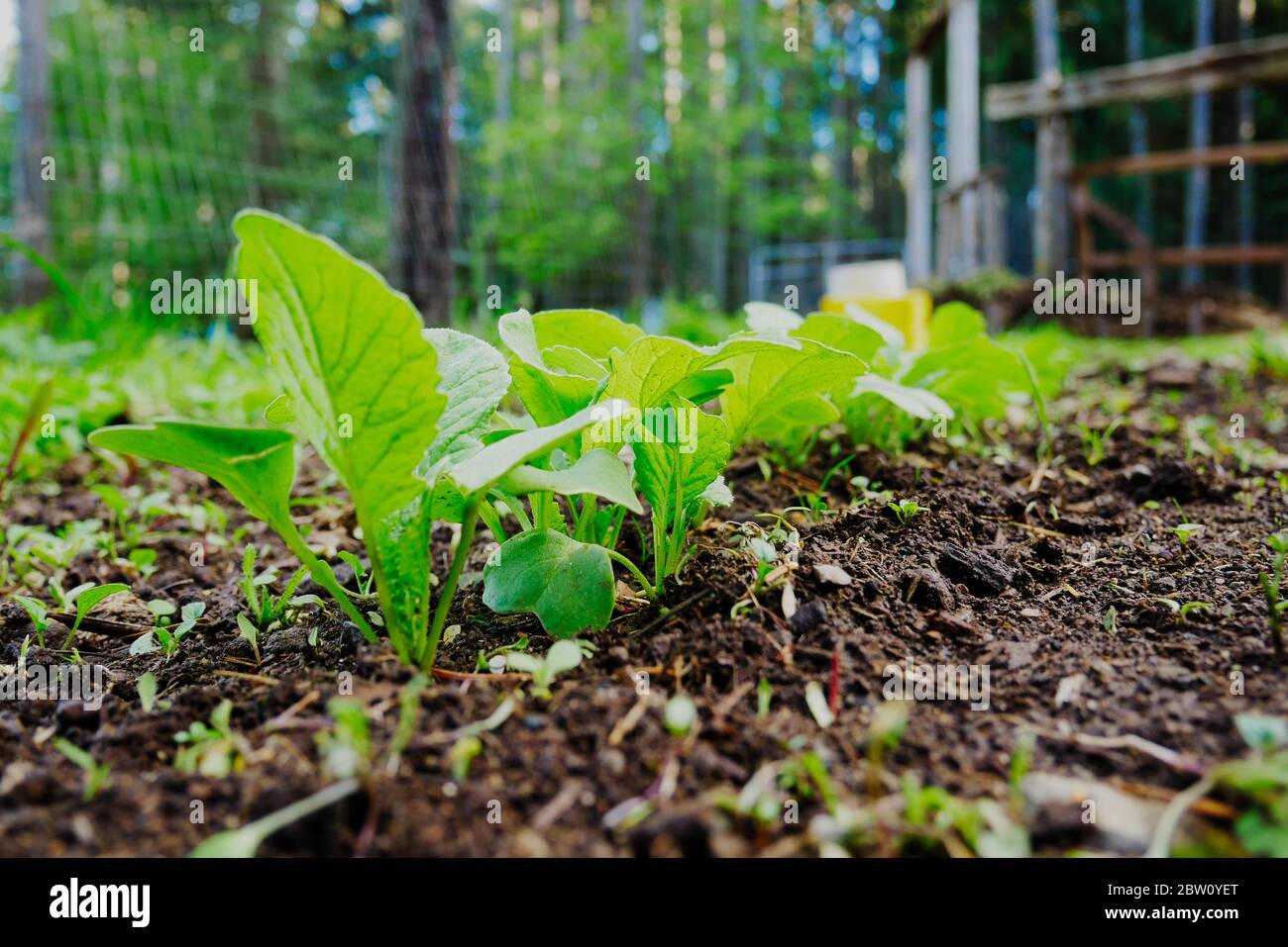 Radishes growing in a sunny garden Stock Photo
