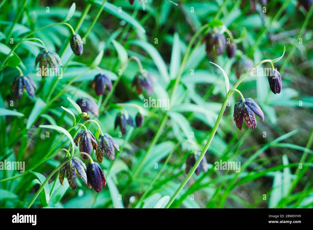 Chocolate lilies growing by the coast on vancouver island Stock Photo