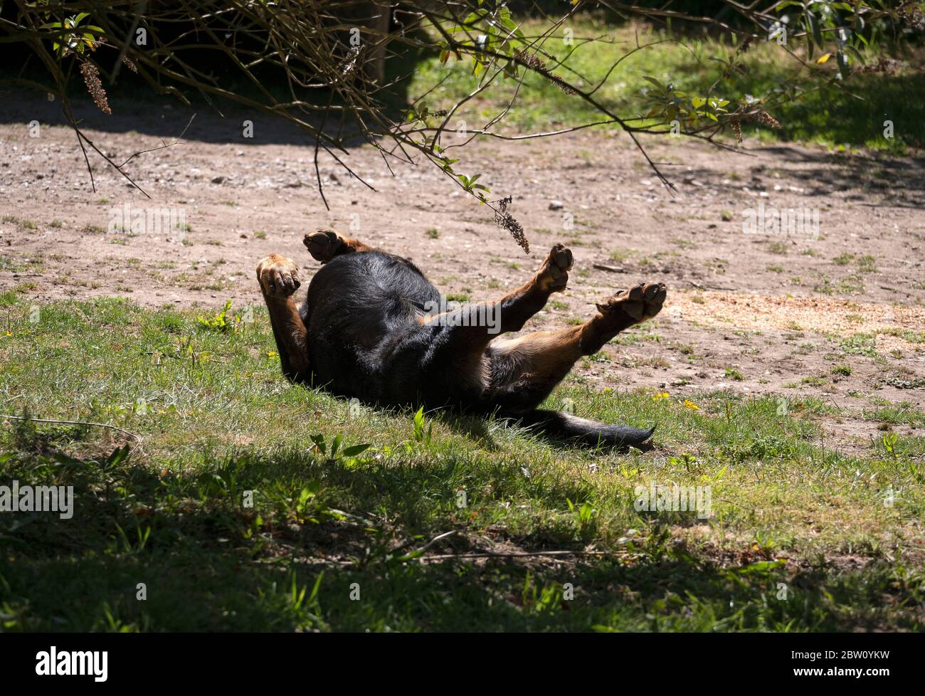 Beauceron Sheperd laying on his back sunbathing. Stock Photo