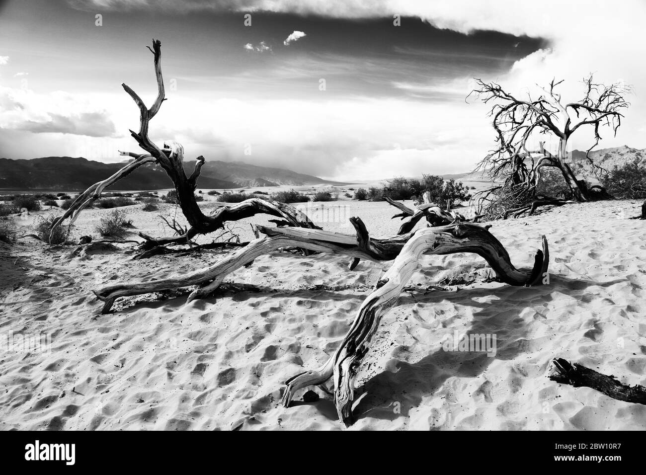 Mesquite Tree at Mesquite Flats Sand Dunes, Stovepipe Wells, Death Valley National Park, California, USA Stock Photo
